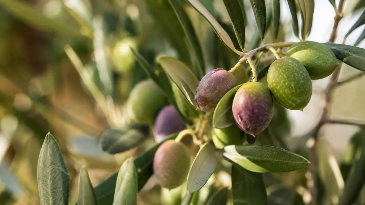 Çakır döneminde zeytin dalı